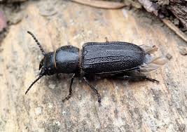 Attēlu rezultāti vaicājumam “Spondylis buprestoides”