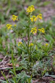 Attēlu rezultāti vaicājumam “Barbarea vulgaris subsp. arcuata flower”