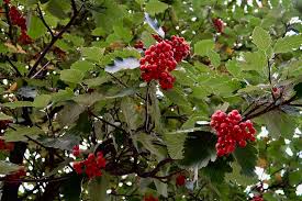 Attēlu rezultāti vaicājumam “Sorbus intermedia”