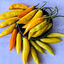 Afbeeldingsresultaat voor aji habanero hot pepper