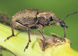 Attēlu rezultāti vaicājumam “Didymium xanthopus macro”