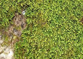 Attēlu rezultāti vaicājumam “Anomodon attenuatus”