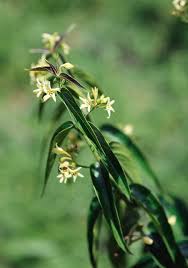 Attēlu rezultāti vaicājumam “Vincetoxicum hirundinaria flower”