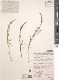 Attēlu rezultāti vaicājumam “Thesium ebracteatum”