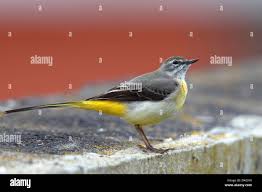 Attēlu rezultāti vaicājumam “Motacilla cinerea”