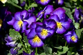 Image result for Viola cornuta