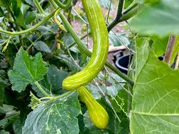 Image result for tromboncino