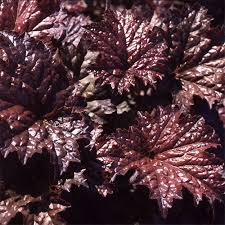 Image result for Heuchera Metallica