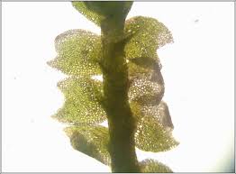 Attēlu rezultāti vaicājumam “Lophozia ventricosa”