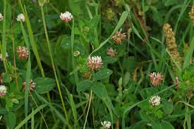 Attēlu rezultāti vaicājumam “Trifolium hybridum flower”