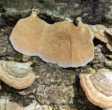 Attēlu rezultāti vaicājumam “Trichaptum biforme”