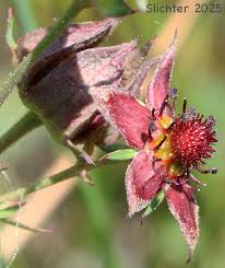 Attēlu rezultāti vaicājumam “Polymerus palustris”