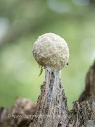 Attēlu rezultāti vaicājumam “Fuligo candida”