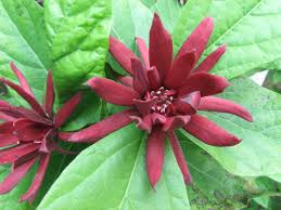 Attēlu rezultāti vaicājumam “Calycanthus floridus”