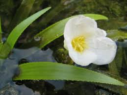 Attēlu rezultāti vaicājumam “Stratiotes aloides flower”