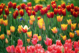 Attēlu rezultāti vaicājumam “Tulipa gesneriana”