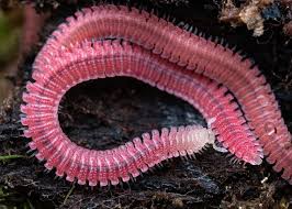 Attēlu rezultāti vaicājumam “Diplopoda”