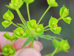 Attēlu rezultāti vaicājumam “Euphorbia virgata”