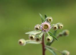 Attēlu rezultāti vaicājumam “Erigeron acris flower”