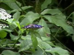 Attēlu rezultāti vaicājumam “Apatura iris”