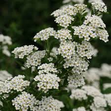 Attēlu rezultāti vaicājumam “Spiraea”