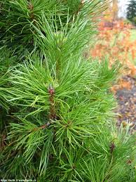 Attēlu rezultāti vaicājumam “Pinus sylvestris var. turfosa”