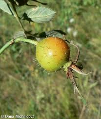Attēlu rezultāti vaicājumam “Rosa villosa”