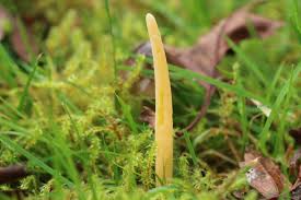 Attēlu rezultāti vaicājumam “Clavaria straminea”