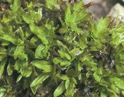 Attēlu rezultāti vaicājumam “Encalypta streptocarpa”