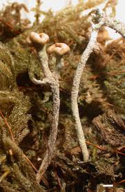 Attēlu rezultāti vaicājumam “Cladonia botrytes”