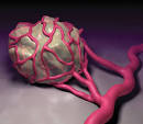 CA-125 - Cancer antigen (tumor and blood) | Health Dictionary