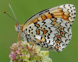 Attēlu rezultāti vaicājumam “Melitaea phoebe underside”