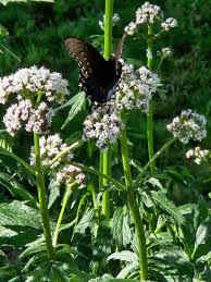 Image result for Valeriana officinalis