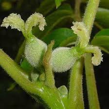 Attēlu rezultāti vaicājumam “Juglans x sinensis”