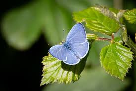 Attēlu rezultāti vaicājumam “Celastrina argiolus underside”