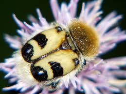 Attēlu rezultāti vaicājumam “Trichius fasciatus”