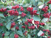 Attēlu rezultāti vaicājumam “Crataegus macracantha fruit”