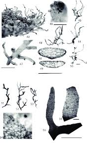 Attēlu rezultāti vaicājumam “Riccardia multifida”