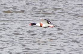 Attēlu rezultāti vaicājumam “Tadorna tadorna juvenile”