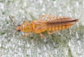 Attēlu rezultāti vaicājumam “Thysanoptera”