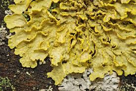 Attēlu rezultāti vaicājumam “Vulpicida pinastri”