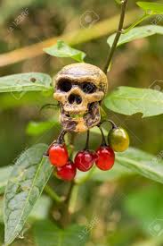 Attēlu rezultāti vaicājumam “Solanum dulcamara fruit”