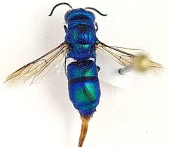 Attēlu rezultāti vaicājumam “Chrysididae”