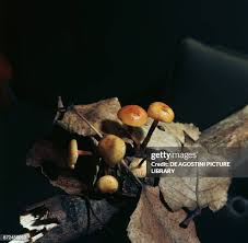 Attēlu rezultāti vaicājumam “Collybia sp.”