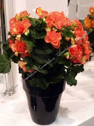 Image result for Бегония Элатиор 12х22 4601887072423