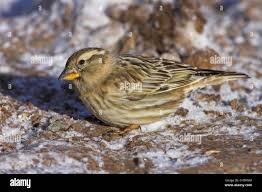 Image result for Petronia petronia