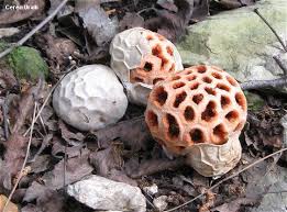 Attēlu rezultāti vaicājumam “Clathrus ruber”