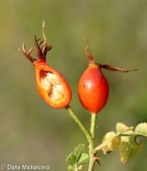 Attēlu rezultāti vaicājumam “Rosa subcanina fruit”