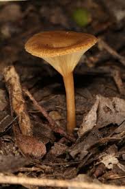 Attēlu rezultāti vaicājumam “Crepidotus versutus”