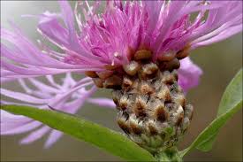 Attēlu rezultāti vaicājumam “Centaurea jacea fruit”